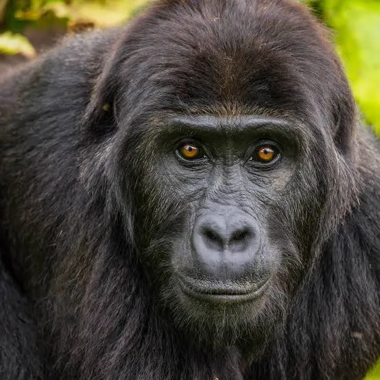 Gorilla Trekking