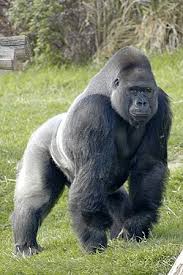 Mountain Gorilla 2