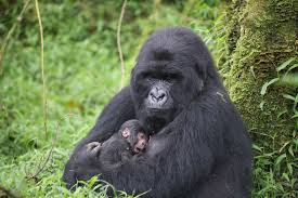 Mountain Gorilla 3