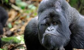 Mountain Gorilla 4