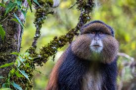 Wildlife