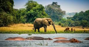 Wildlife