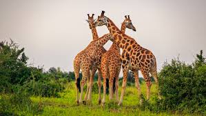 Safari Wildlife